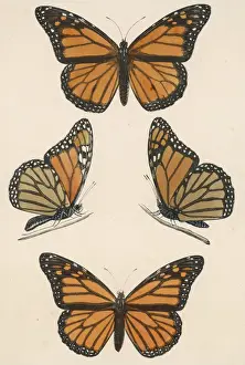 Prints of MONARCH BUTTERFLY (danais archippus) Monarch Prints: Monarch Butterfly Print