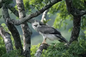 Prints of Monkey-eating / Philippine Eagle - in tree (Pithecophaga jefferyi). Philippines Related Prints: Philippine Eagle Print - Pithecophaga jefferyi
