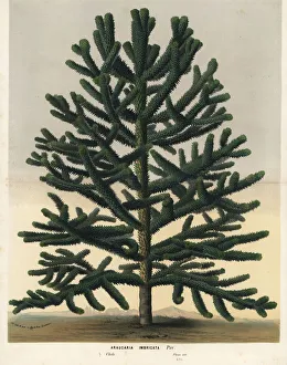 Monkey puzzle tree, Araucaria araucana. Endangered Monkey puzzle tree, Araucaria araucana. Endangered