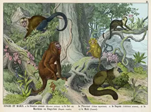 Prints of Five types of monkey: Ursine Howler, White-Headed Capuchin, Squirrel Monkey, Marikina or Lion Monkey, and Lemur Howler Monkey Prints: Five Monkeys Print: Ursine Howler