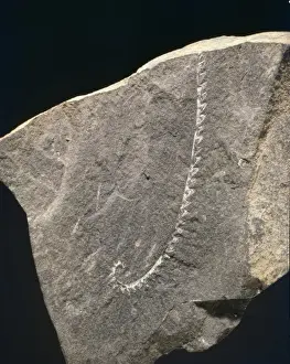 Phanerozoic Era Fossils Prints: Monograptus, graptolite