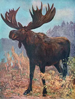 Prints of A moose or elk (alces machlis) Elk Prints: Moose (Elk) Print by Cuthbert Swan, Alces machlis