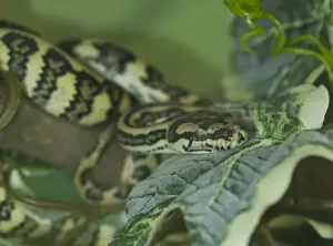 Prints of Morelia spilota are large snakes of the Pythonidae family Cat Snake Prints: Morelia spilota Print - Jaguar Carpet Python