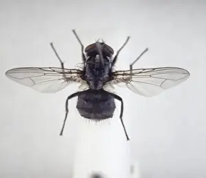 Natural History Museum Specimens Prints: Morellia simplex, sweat fly