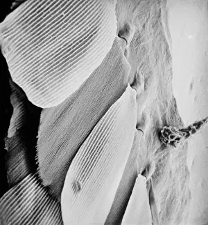Related Prints: Blue Morpho Butterfly Wing Scales Print (SEM Image)