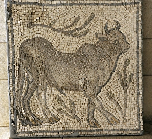 Mosaic. Beit Guvrin. Byzantine period, 4th century CE. Bull Mosaic. Beit Guvrin. Byzantine period, 4th century CE. Bull