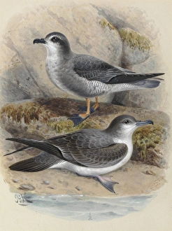 Mottled Petrel Korure, Bullers Shearwater Mottled Petrel Korure, Bullers Shearwater