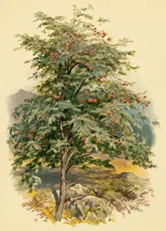 Mountain Ash Tree Prints: Mountain Ash Tree