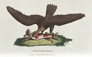Mountain Landscape Paintings Prints: Mountain eagle