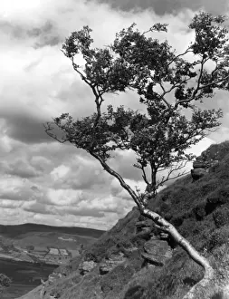 Steep Mountain Landscape Prints: Mountainside Birch
