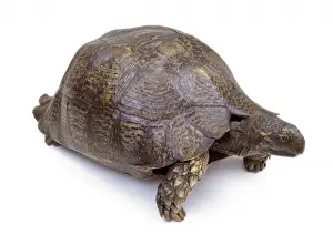 Mounted Tortoise Specimen Print
