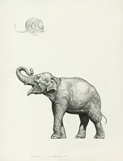 Raymond Sheppard Prints: Mouse & Elephant