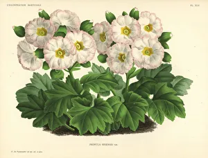 Mr. Cannell's Chinese primrose variety, Primula sinensis var Mr. Cannell's Chinese primrose variety, Primula sinensis var