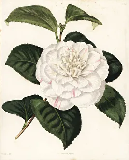 Mr. Press's camellia, Camellia japonica pressii Mr. Press's camellia, Camellia japonica pressii