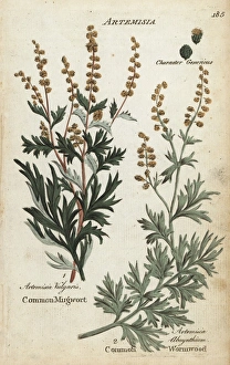 Mugwort, Artemisia vulgaris, and wormwood Mugwort, Artemisia vulgaris, and wormwood