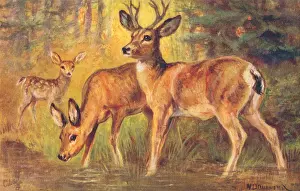 Rocky Mountains Wildlife Prints: Mule Deer