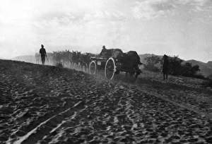 Mule wagons crossing desert, South Africa, WW1 Mule wagons crossing desert, South Africa, WW1