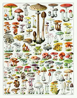 Fungus Collection: Mushrooms