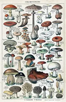 Larousse Prints: Mushrooms Larousse 1913 Print