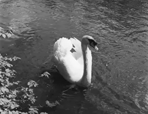 Wildlife Art Prints For Sale Prints: MUTE SWAN