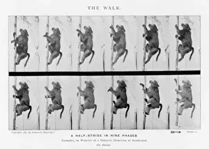 Prints of baboon : walking Baboon Prints: Muybridge Print: Baboon Walking