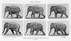 Vintage Animal Photography Prints: Muybridge - Elephant