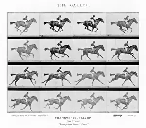 Prints of Horse : galloping Horse Prints: Muybridge Print: Horse Galloping in Motion