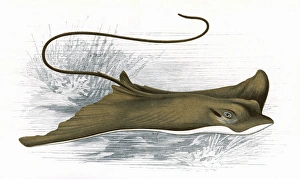 Myliobatis Aquila, or Common Eagle Ray Myliobatis Aquila, or Common Eagle Ray