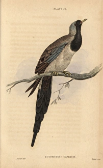 Namaqua dove, Oena capensis Namaqua dove, Oena capensis