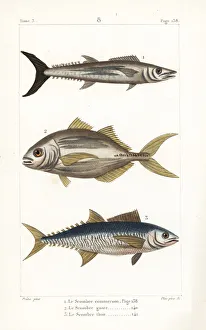Narrow-barred Spanish mackerel, torpedo scad Narrow-barred Spanish mackerel, torpedo scad