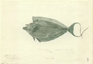 Naso lituratus, orangespine unicornfish Naso lituratus, orangespine unicornfish