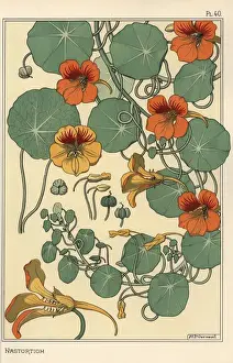 Handcolored Botanical Prints: Nasturtium botanical study