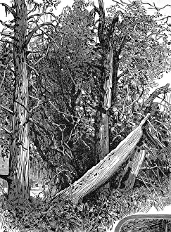 Native American Indian Chiefs Grave, San Juan Island, 1882 Native American Indian Chiefs Grave, San Juan Island, 1882