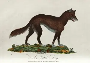 Australian Wildlife Prints: A native dog