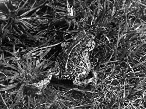 British Reptiles Prints: Natterjack Toad