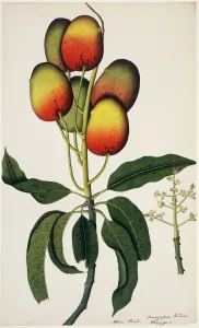 Prints of Illustration from the Fleming Indian Drawings Collection, 1800. Held in the Botany Library at the Natural History Museum, London Botanical Prints: Mangifera indica Print, Fleming Collection, 1800