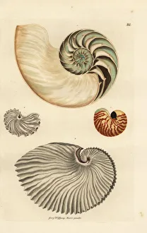 Nautilus, Nautilus pompilius, and greater Nautilus, Nautilus pompilius, and greater