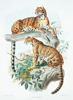 Neofelis nebulosa diardi, clouded leopard Neofelis nebulosa diardi, clouded leopard