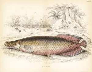 Handcoloured Engravings Prints: Arapaima, Arapaima gigas
