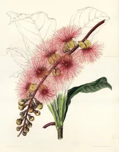 European Hothouse Plants Prints: Barringtonia macrocarpa
