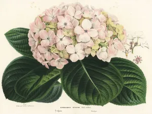 Spider Prints: Bigleaf Hydrangea Print, Handcoloured Lithograph 1867-1868