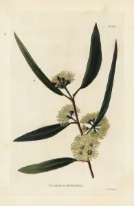 Blackbutt Eucalyptus Print, 1821