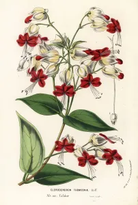 European Hothouse Plants Prints: Bleeding glory-bower, Clerodendrum thomsoniae