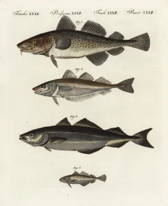 Prints of Cod, Gadus morhua, vulnerable 1, whiting, Merlangius merlangus 2, coalfish or pollock, Pollachius virens 3, and poor cod, Trisopterus minutus 4 Minutus Prints: Fish Species Print, Friedrich Bertuchs, 1798