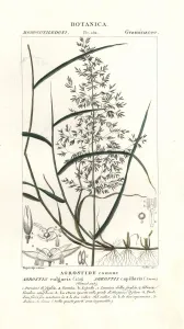 Botanical Illustration 1837 Prints: Common bent, Agrostis capillaris