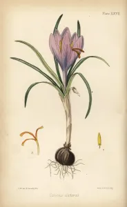 Common Saffron Crocus Print, 1852