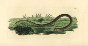 Common Scaly-foot Print, Pygopus lepidopodus, 1804