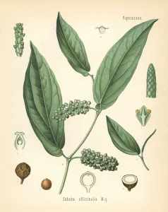 Herbal Medicine Art Prints: Cubeb or Java pepper, Piper cubeba