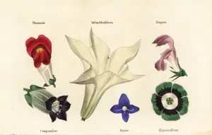 Botanical Illustrations Prints: Different types of flower