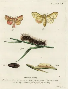 Copperplate Print Art Prints: Drinker moth, Euthrix potatoria